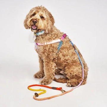 HARNESS