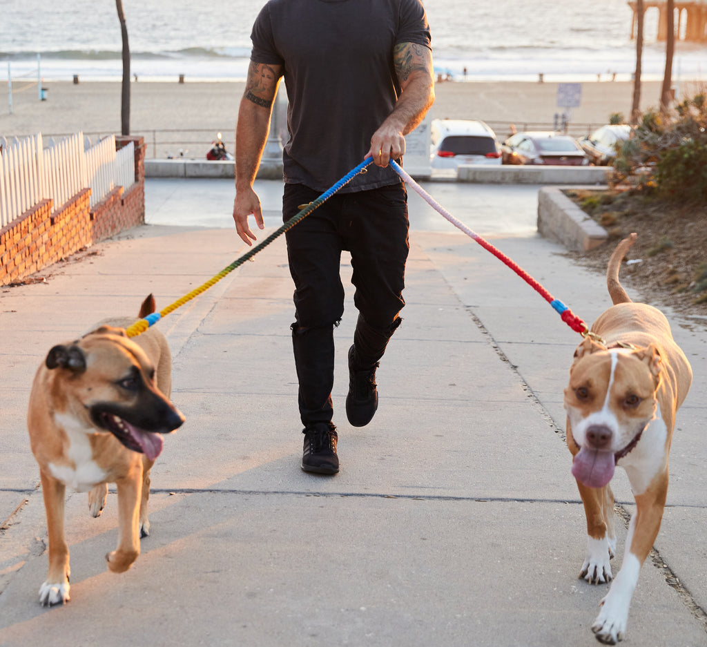 FMA 7ft ombre leash catskill