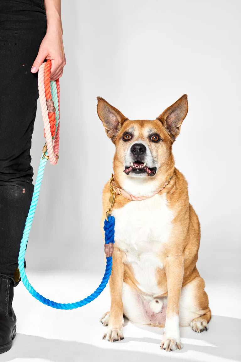 FMA 7ft ombre leash sweetpea