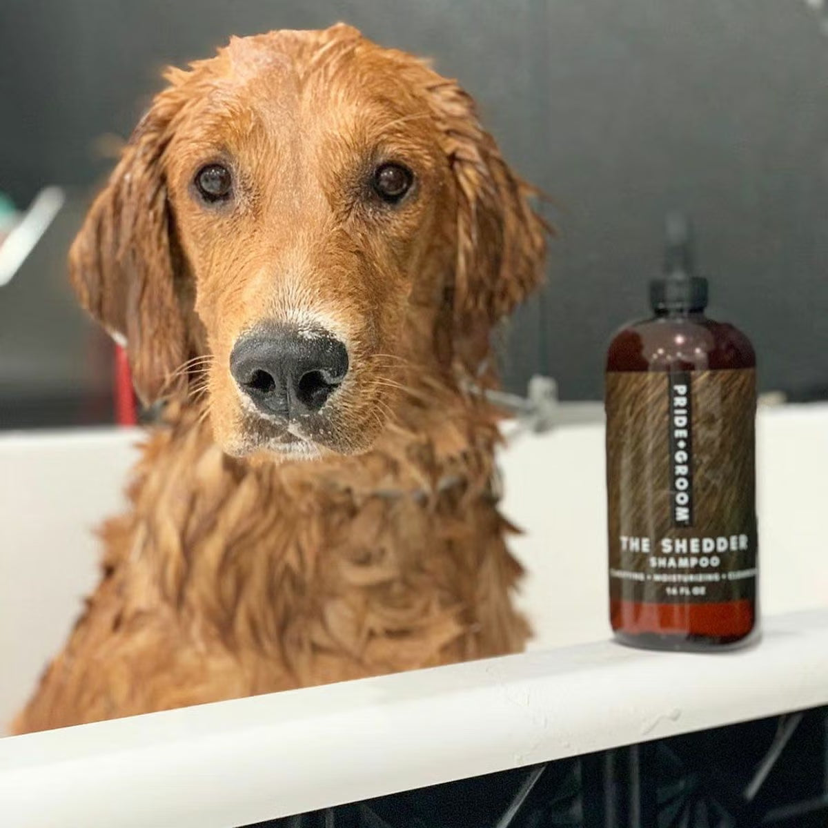 PRIDE＋GROOM ｼｪﾀﾞｰ ﾍﾟｯﾄｼｬﾝﾌﾟｰ 475ml