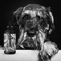 PRIDE＋GROOM  ﾉﾝｼｪﾀﾞｰ ﾍﾟｯﾄｼｬﾝﾌﾟｰ 355ml